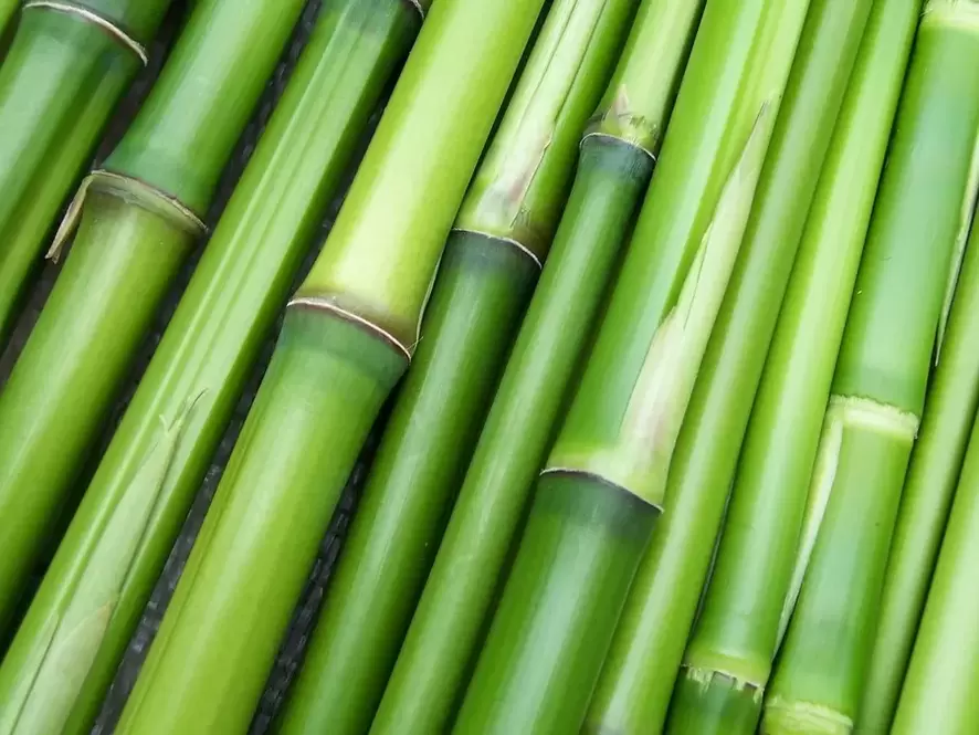 amulett õnneks-bambus